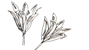 Sheabaum blüte